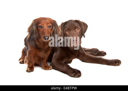Et un teckel chiot labrador chocolat Banque D'Images