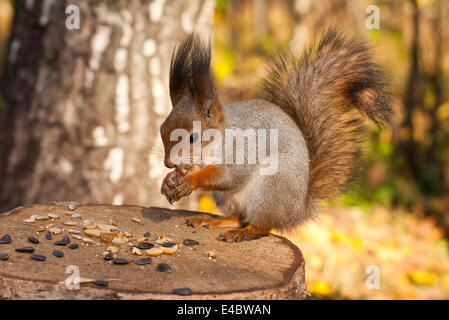 Écureuil roux Banque D'Images