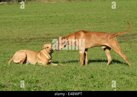 Le Rhodesian Ridgeback Banque D'Images