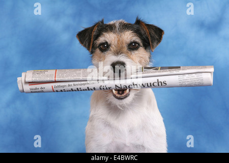 Parson Russell Terrier avec du papier journal dans la bouche Banque D'Images