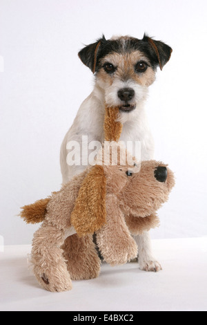 Parson Russell Terrier avec l'animal en peluche dans la bouche Banque D'Images