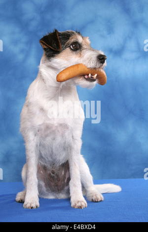 Chien avec la saucisse dans la bouche Banque D'Images