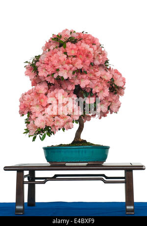 Azalea comme bonsaï arbre avec des fleurs Banque D'Images