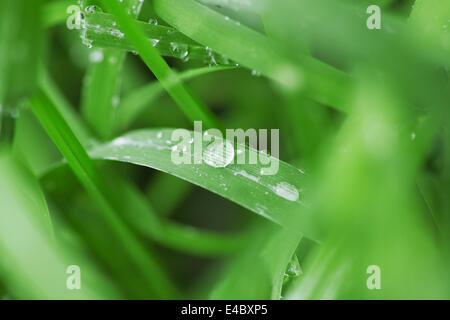 Gouttes de pluie sur les brins d'herbe verte