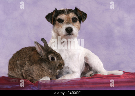 chien & lapin Banque D'Images