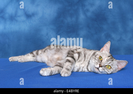 British Shorthair couché Banque D'Images