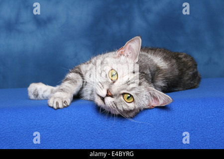 British Shorthair couché Banque D'Images