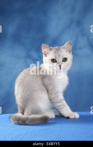 Chaton British Shorthair Banque D'Images