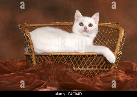 British Shorthair sur établi Banque D'Images