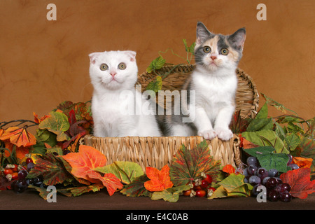 British Shorthair et Scottish Fold chaton Banque D'Images