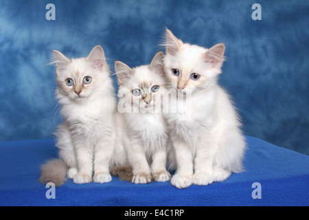 Chaton Sacré de Birmanie Banque D'Images