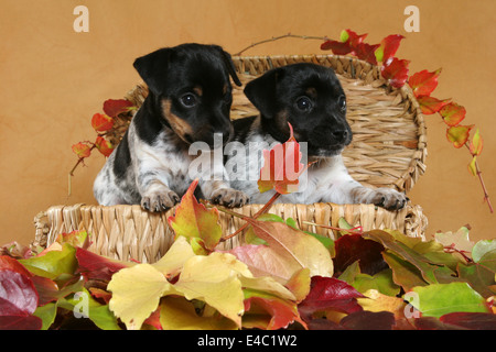 Jack Russell Terrier chiots dans un panier Banque D'Images