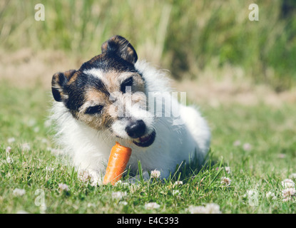 Un Parson Jack Russell Terrier de manger une carotte crue Banque D'Images