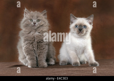 Highlander & British Shorthair Banque D'Images