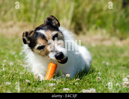 Un Parson Jack Russell Terrier de manger une carotte crue Banque D'Images