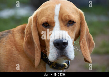 Chien dans un champ / Cour d'exercice Banque D'Images