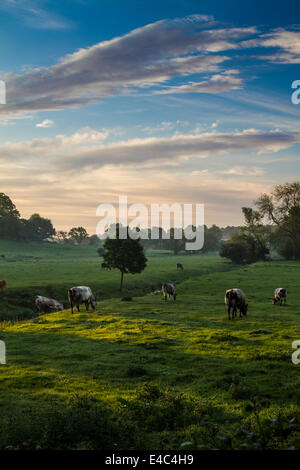 Les vaches qui paissent dans la lumière du matin Banque D'Images