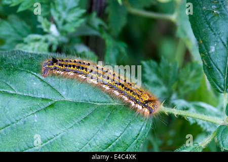 Papillon buveur Caterpillar. Norfolk Broads Angleterre UK Banque D'Images