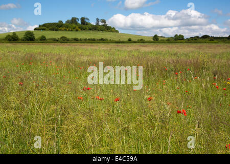 Little Wittenham Oxfordshire, UK Banque D'Images