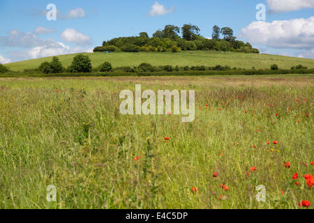 Little Wittenham Oxfordshire, UK Banque D'Images