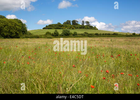 Little Wittenham Oxfordshire, UK Banque D'Images