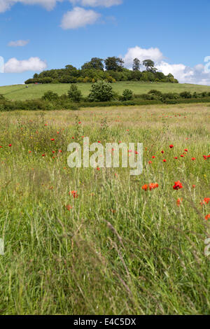 Little Wittenham Oxfordshire, UK Banque D'Images