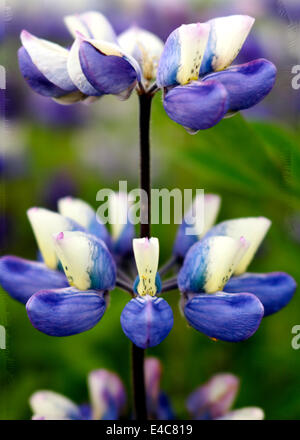 Détails de lupins Banque D'Images