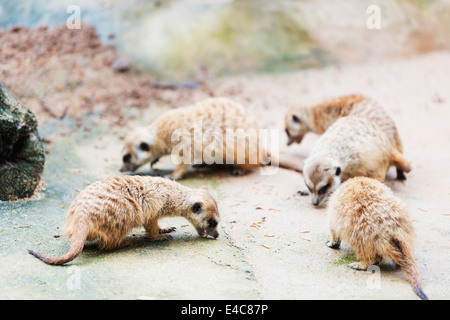 L'Asie du Sud Est, Singapour, Singapour, zoo, Suricates Suricata suricatta Banque D'Images