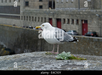 Mouette à Saint-Malo, une ville portuaire dans le nord-ouest de la France Banque D'Images