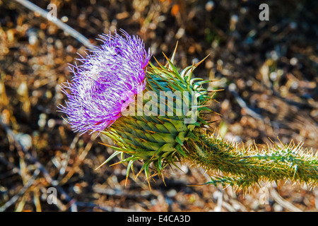 Un musc Thisle ' Carduus nutans'. Banque D'Images
