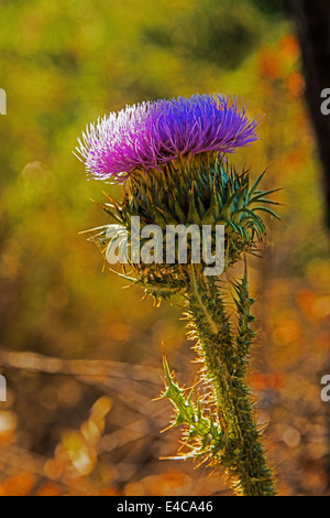 Un musc Thisle ' Carduus nutans'. Banque D'Images