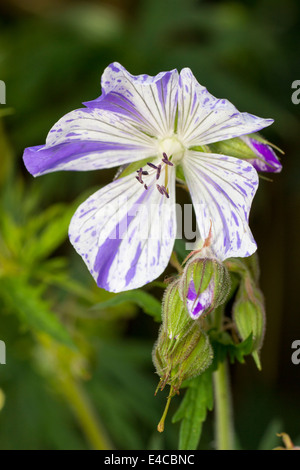 Seule fleur et bouton de la prairie hardy, géranium sanguin Geranium pratense striatum var 'Splish Splash' Banque D'Images