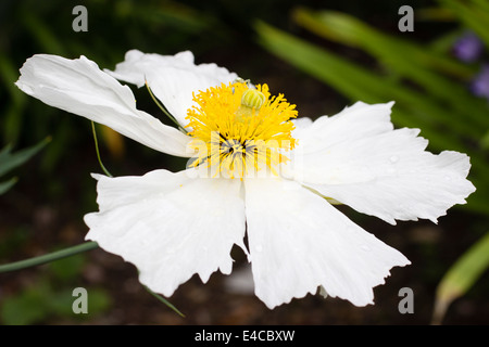 Seule la pluie fleur humide de la tree poppy, Romneya coulteri Banque D'Images