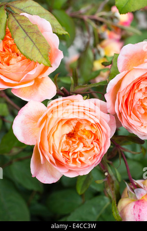 Fleurs de la rose anglaise, Rosa 'Lady Emma Hamilton' Banque D'Images