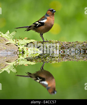 Common Chaffinch, Fringilla coelebs, homme Banque D'Images