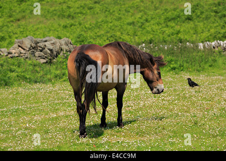 Le pâturage poney Exmoor Banque D'Images