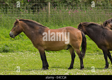 Le pâturage poneys Exmoor Banque D'Images