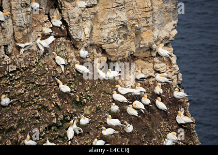 Fou de Bassan, Morus bassanus. Les fous de bassan qui nichent dans les falaises de Bempton RSPB au début de juin. Banque D'Images