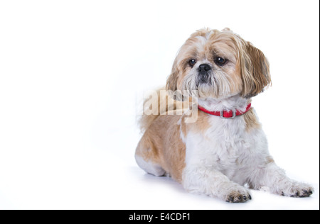 Shih Tzu chien couché en studio face à la caméra vers la gauche. Chiot brun et blanc avec col rouge. Banque D'Images