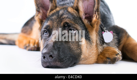 Chiot berger allemand couché paw sous le menton, tourné en studio Banque D'Images