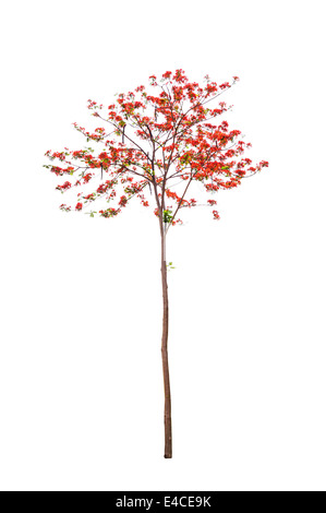 Fleurs de paon arbre isolé sur fond blanc Banque D'Images