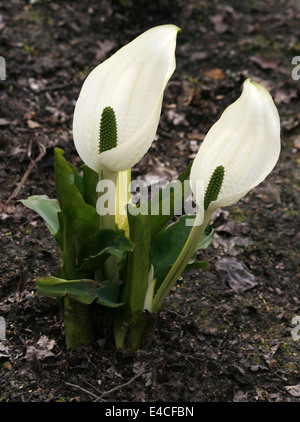 De près de l'usine de Lords et Ladies (Arum italicum), croissant en avril à RHS Harlow Carr dans le Yorkshire. Banque D'Images