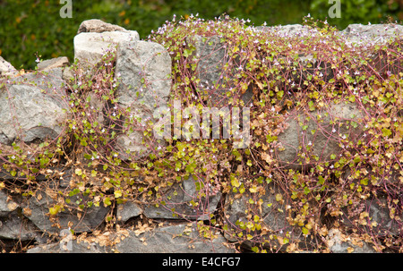 Linaire à feuilles de lierre (Cymbararia muralis) poussant sur un mur de pierre Banque D'Images