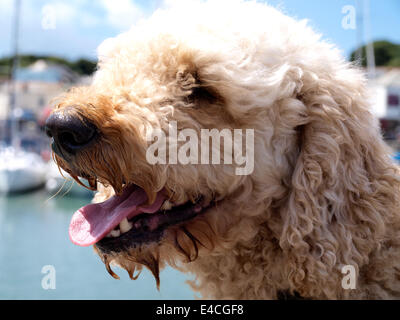 Côté sur le portrait d'un chien Lagotto Romagnolo, Royaume-Uni Banque D'Images