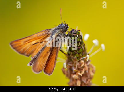Petit patron papillon sur Narrow-Leaved plantain. Hurst Meadows, West Molesey, Surrey, Angleterre. Banque D'Images