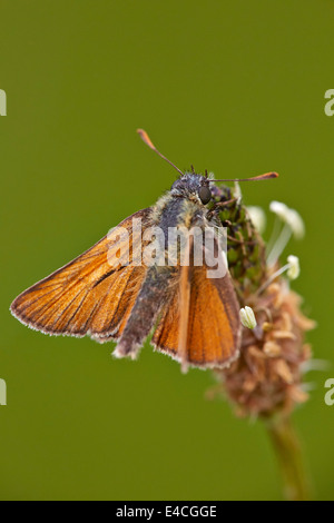 Petit patron papillon sur Narrow-Leaved plantain. Hurst Meadows, West Molesey, Surrey, Angleterre. Banque D'Images