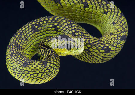 Bush viper / Grands Lacs Atheris nitschei Banque D'Images
