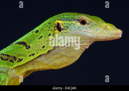 Emerald tree monitor / Varanus prasinus Banque D'Images