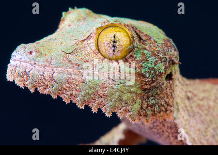 Henkel's gecko à queue de feuille / Uroplatus henkeli Banque D'Images