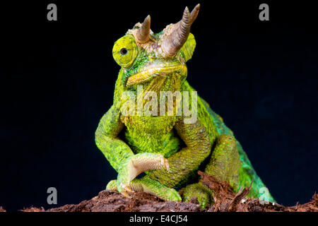 Caméléon Trioceros jacksonii, Jackson / Banque D'Images